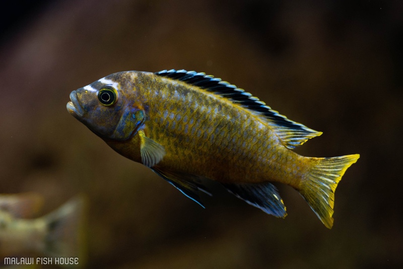 Maylandia sp. 'msobo' Magunga